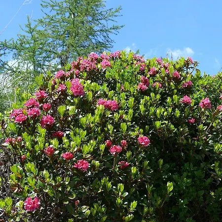 Moosbauerhof דירה *