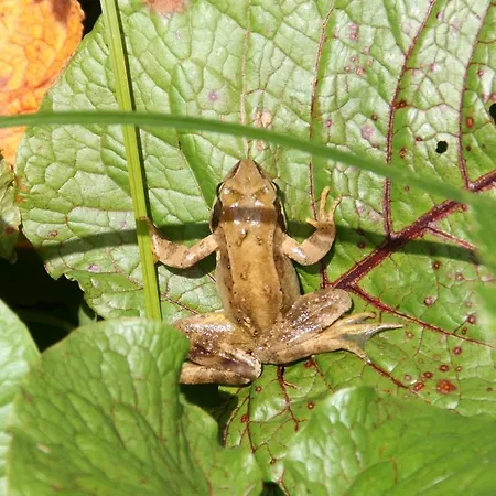 דירה Moosbauerhof באד קליניקירשהיים