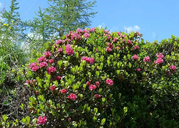 慕斯保尔霍夫公寓 公寓 *