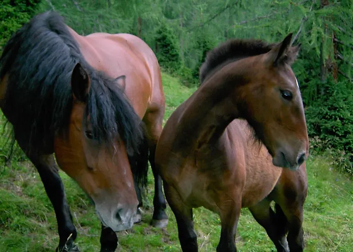 公寓 慕斯保尔霍夫公寓 巴德小基希海姆