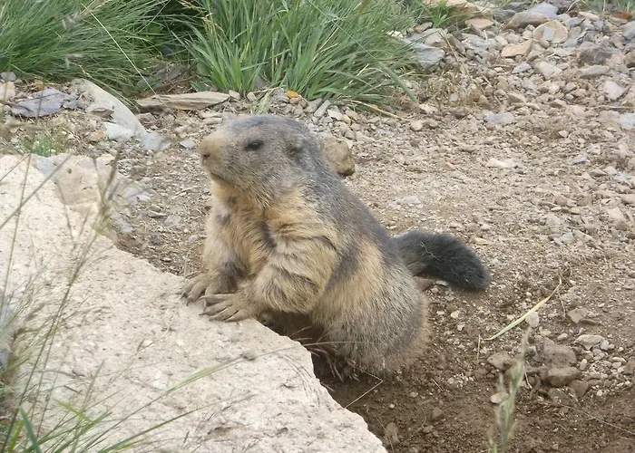 慕斯保尔霍夫公寓 公寓 *