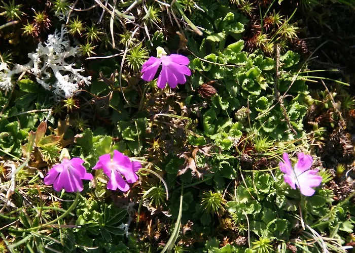 Moosbauerhof Apartament *