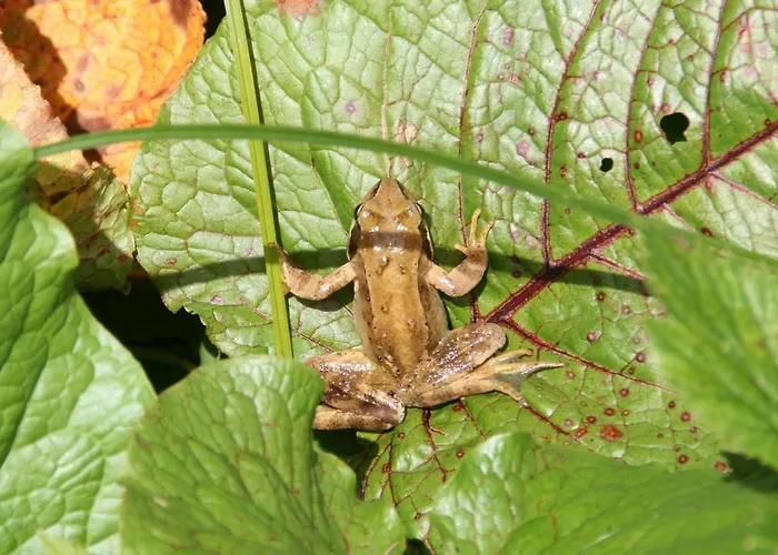 Apartament Moosbauerhof Bad Kleinkirchheim