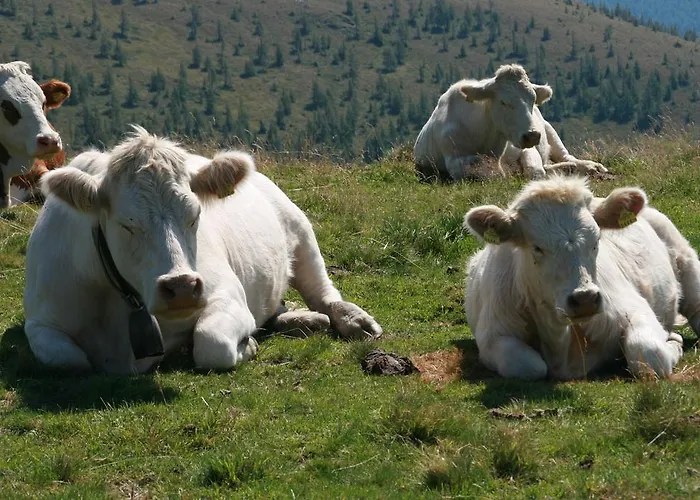 Moosbauerhof Apartament Bad Kleinkirchheim
