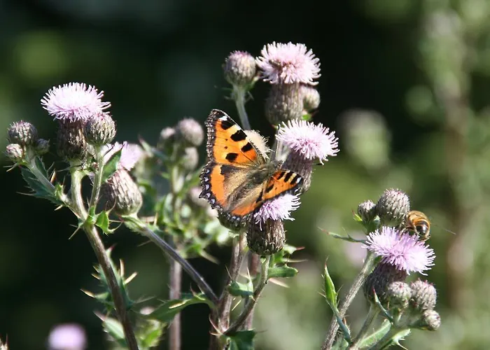 Moosbauerhof Apartament *