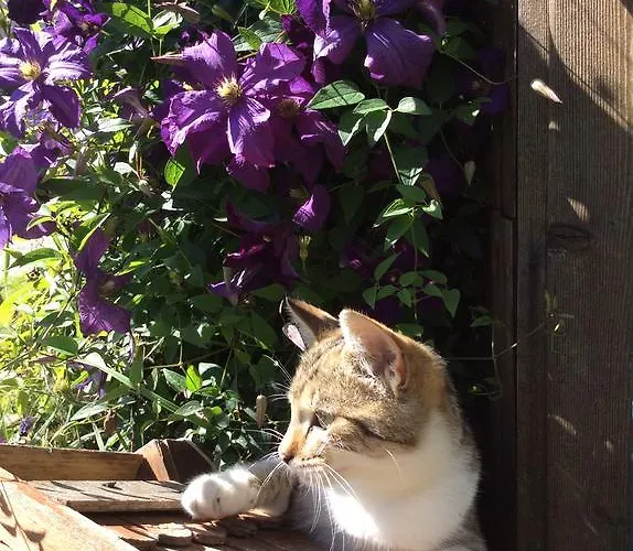 慕斯保尔霍夫公寓 * 巴德小基希海姆